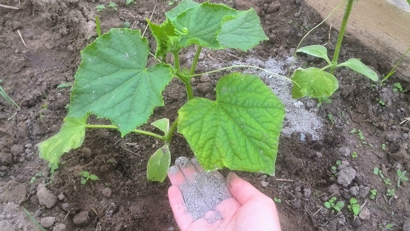 Paano pakainin ang mga pipino na may abo sa bukas na lupa at mga greenhouse, at kung ano ang ibibigay nito sa hinaharap na ani