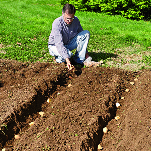 Hoe aardappelen in de tuin te planten en te laten groeien