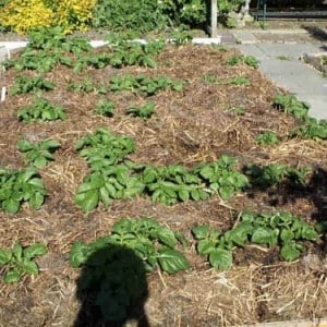 Hoe aardappelen in de tuin te planten en te laten groeien