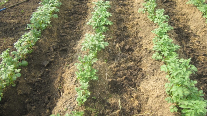 Wie man Kartoffeln im Garten pflanzt und anbaut