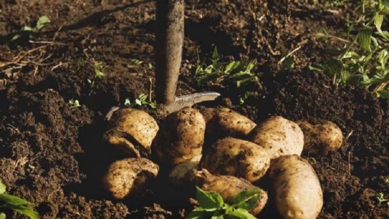 Hoe aardappelen in de tuin te planten en te laten groeien