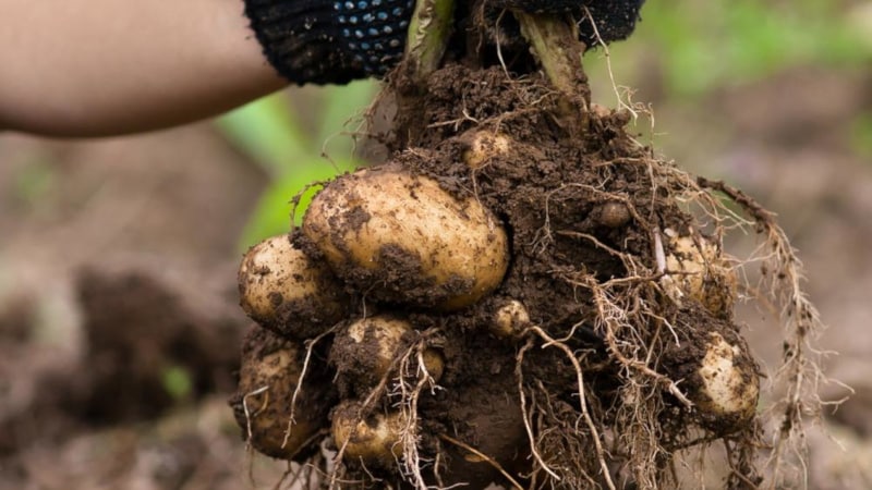 Hoe aardappelen in de tuin te planten en te laten groeien