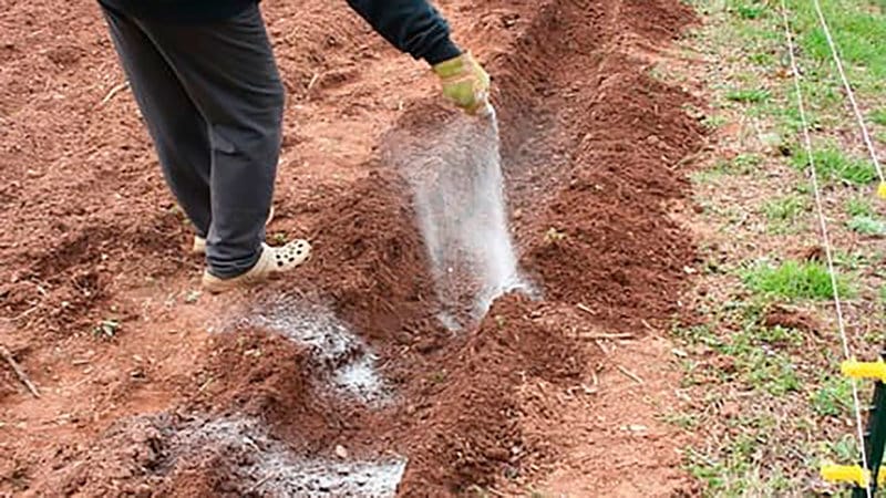 Como plantar e cultivar batatas no jardim