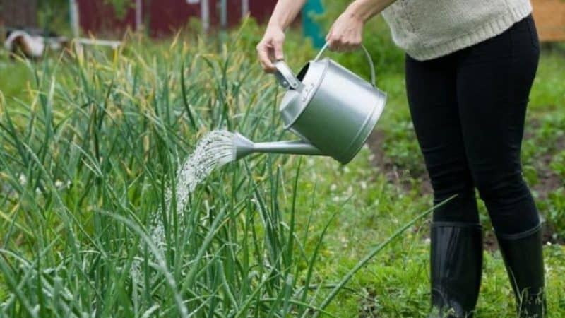 Com regar correctament les cebes en terra oberta i en hivernacle