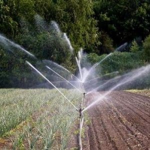 Jak prawidłowo podlewać cebulę na otwartym terenie i w szklarni