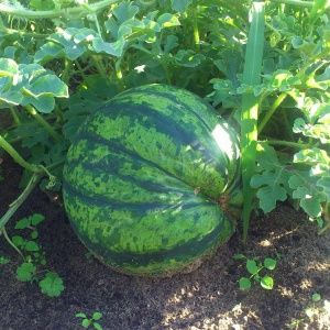 Cómo plantar y cultivar sandía correctamente.