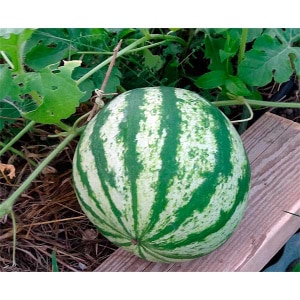 Cómo plantar y cultivar sandía correctamente.