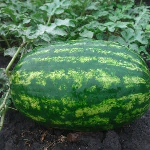 Wie man Wassermelonen richtig pflanzt und anbaut