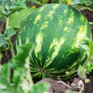 Wie man Wassermelonen richtig pflanzt und anbaut