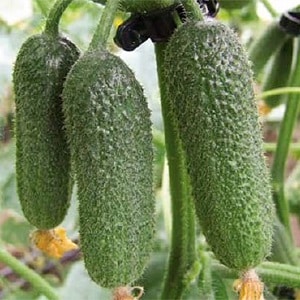 How to properly grow the Dutch hybrid cucumber Trilogy f1 to achieve a good harvest