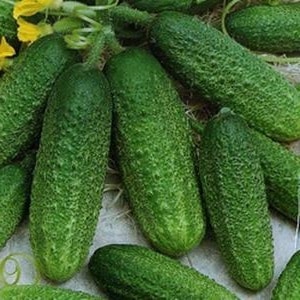 How to properly grow the Dutch hybrid cucumber Trilogy f1 to achieve a good harvest