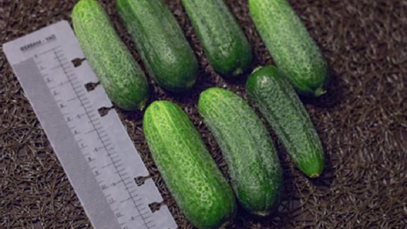 Como cultivar adequadamente o pepino híbrido holandês Trilogy f1 para conseguir uma boa colheita