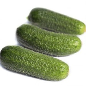 How to properly grow the Dutch hybrid cucumber Trilogy f1 to achieve a good harvest