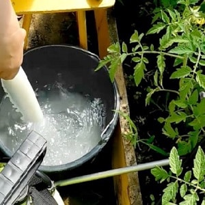 Como usar o soro contra a requeima em tomates: combata a doença de forma eficaz, rápida e econômica