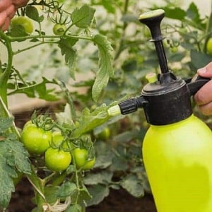 Como usar o soro contra a requeima em tomates: combata a doença de forma eficaz, rápida e econômica