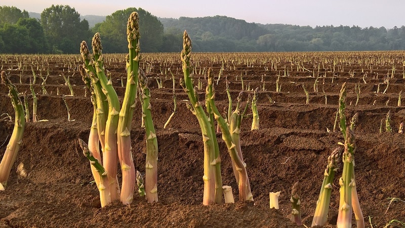 Comment poussent les asperges : culture et entretien en pleine terre pour les débutants