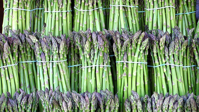 Come crescono gli asparagi: coltivazione e cura in piena terra per principianti