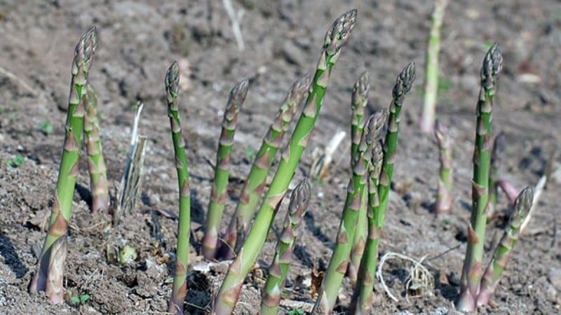 Comment poussent les asperges : culture et entretien en pleine terre pour les débutants