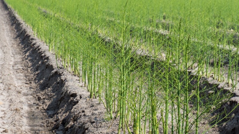 Come crescono gli asparagi: coltivazione e cura in piena terra per principianti