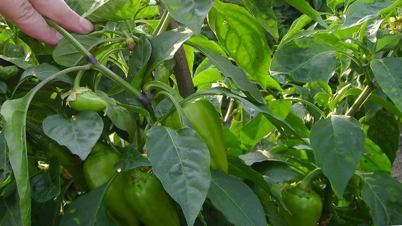 How to speed up the ripening of peppers in a greenhouse: the best methods and life hacks of experienced summer residents