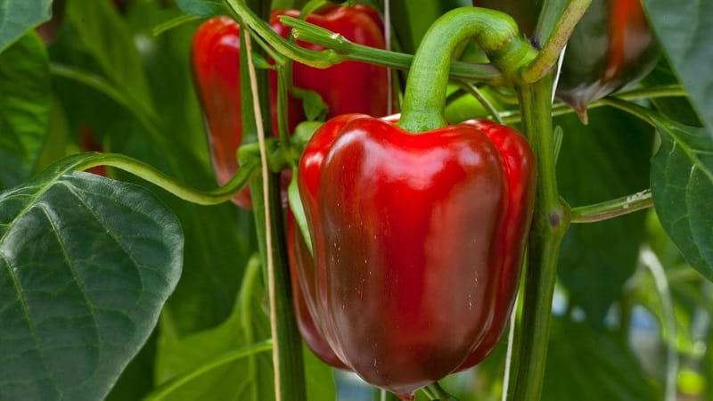 Paano mapabilis ang pagkahinog ng mga sili sa isang greenhouse: ang pinakamahusay na mga pamamaraan at mga hack sa buhay ng mga nakaranasang residente ng tag-init