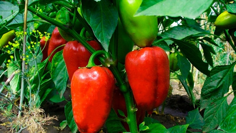 Paano mapabilis ang pagkahinog ng mga sili sa isang greenhouse: ang pinakamahusay na mga pamamaraan at mga hack sa buhay ng mga nakaranasang residente ng tag-init