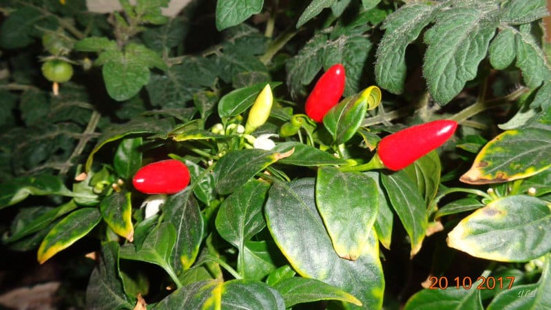 Hvordan velge en variasjon og riktig dyrke innendørs paprika på en vinduskarm eller balkong