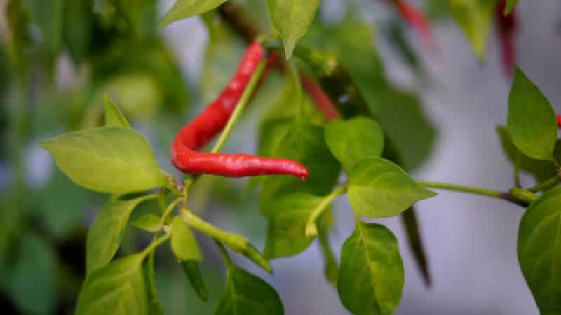 Hoe je een variëteit kiest en kamerpaprika's op de juiste manier kweekt op een vensterbank of balkon