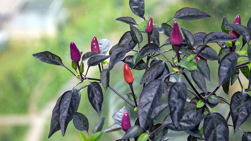 Hoe je een variëteit kiest en kamerpaprika's op de juiste manier kweekt op een vensterbank of balkon