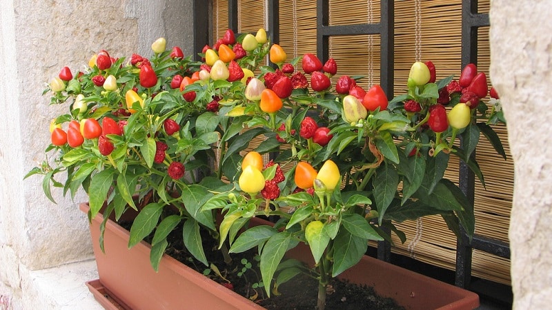 Paano pumili ng iba't-ibang at maayos na palaguin ang mga panloob na sili sa isang windowsill o balkonahe