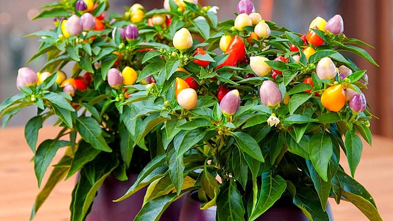 Hvordan man dyrker og plejer dekorative Capsicum peber, og kan du spise dem?