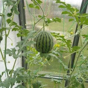 How to grow a watermelon at home from a seed: step-by-step instructions