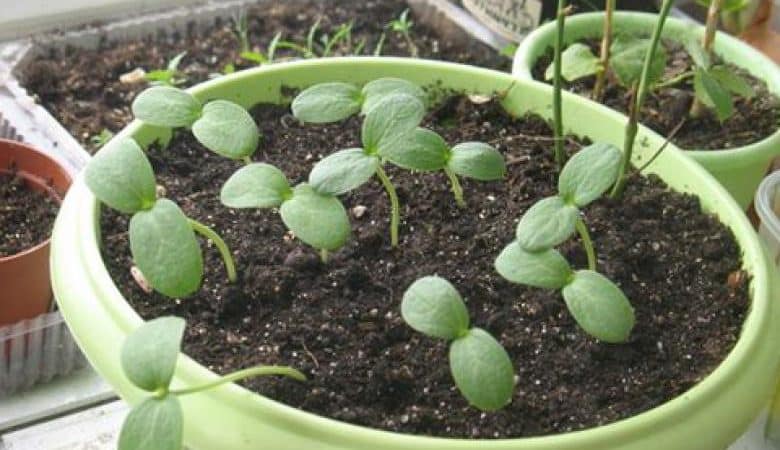 Kako uzgajati lubenicu kod kuće iz sjemena: upute korak po korak