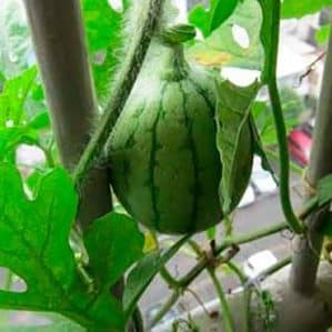 How to grow a watermelon at home from a seed: step-by-step instructions