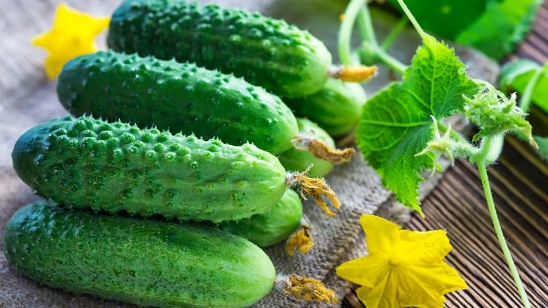 How to grow Ecole cucumbers on your plot and get an excellent harvest for universal use