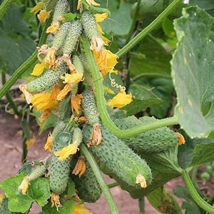 How to grow Ecole cucumbers on your plot and get an excellent harvest for universal use