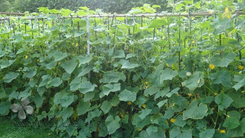 A legjobb agronómusok titkai: hogyan lehet uborkát termeszteni nyílt terepen