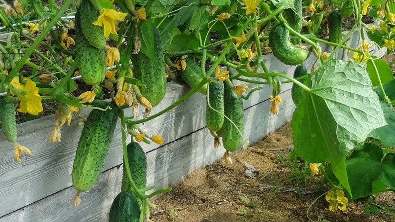 Geheimen van de beste agronomen: hoe komkommers in de volle grond te kweken