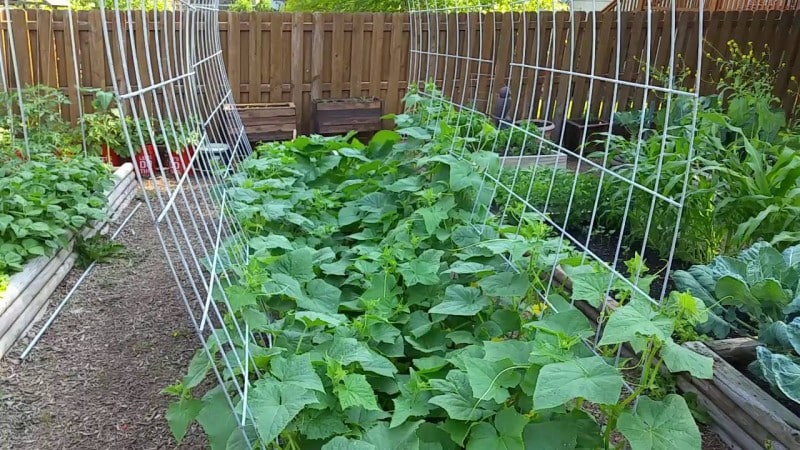 Geheimnisse der besten Agronomen: Wie man Gurken im Freiland anbaut