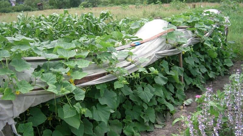 Geheimen van de beste agronomen: hoe komkommers in de volle grond te kweken