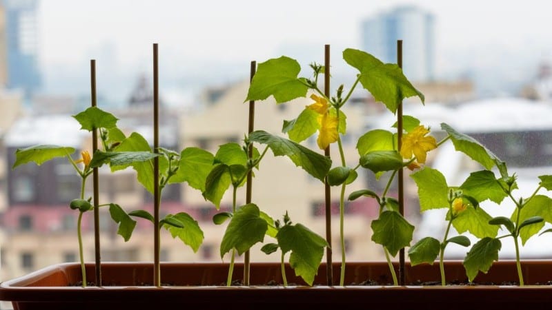 Como cultivar pepinos no parapeito de uma janela no inverno