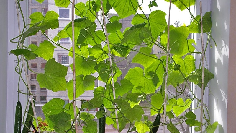 Paano palaguin ang mga pipino sa isang windowsill sa taglamig