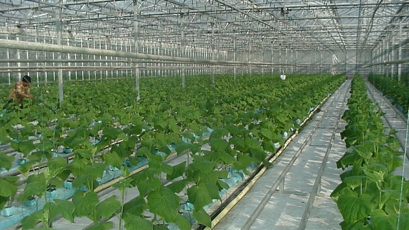 Paano palaguin ang mga pipino sa isang greenhouse sa taglamig: sunud-sunod na mga tagubilin