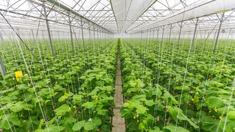 Paano palaguin ang mga pipino sa isang greenhouse sa taglamig: sunud-sunod na mga tagubilin