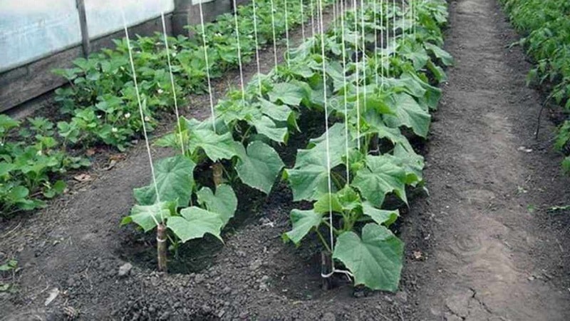 Paano palaguin ang mga pipino sa isang greenhouse sa taglamig: sunud-sunod na mga tagubilin