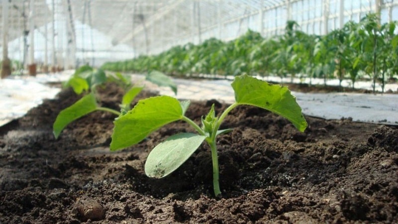 Paano palaguin ang mga pipino sa isang greenhouse sa taglamig: sunud-sunod na mga tagubilin