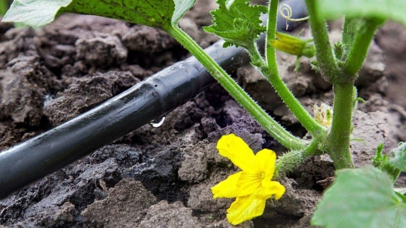 Paano palaguin ang mga pipino sa isang greenhouse sa taglamig: sunud-sunod na mga tagubilin