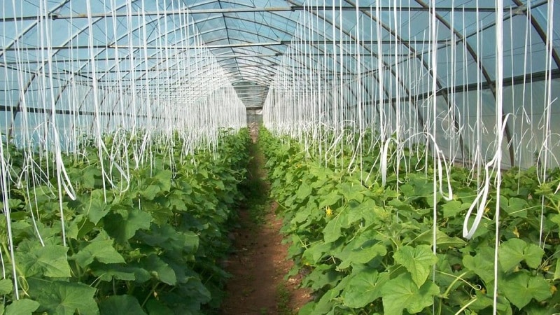 Paano palaguin ang mga pipino sa isang greenhouse sa taglamig: sunud-sunod na mga tagubilin