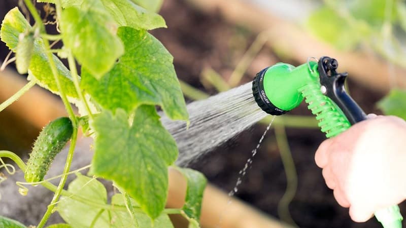 Comment faire pousser des concombres en serre en hiver : instructions étape par étape