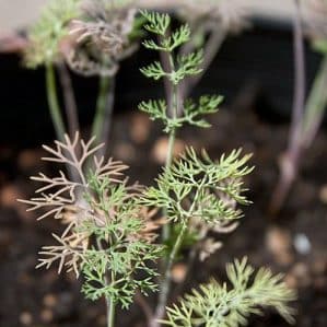 What pests of dill are there: photos and control of them, diseases and preventive measures to protect the crop